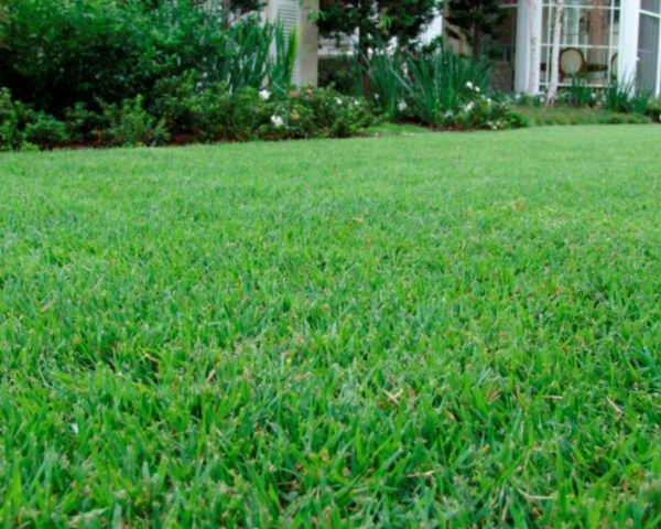 Manutenção Pós-Semeadura: Os Primeiros Passos para o Sucesso - inspiração 1