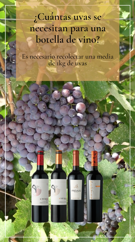 Seleção Criteriosa das Uvas: O Primeiro Passo para um Vinho de Qualidade - inspiração 2