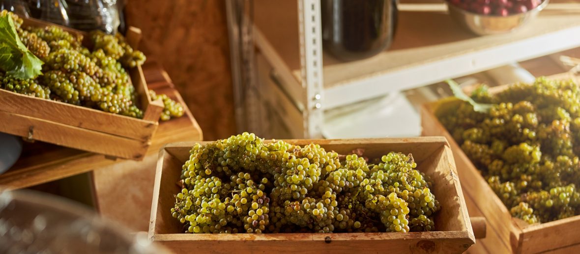 O Papel Essencial da Fermentação: Transformando o Mosto em Vinho - inspiração 1