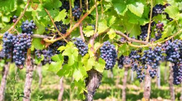 A Uva Ideal para Cada Tipo de Vinho: Mais que uma Questão de Sabor - inspiração 2