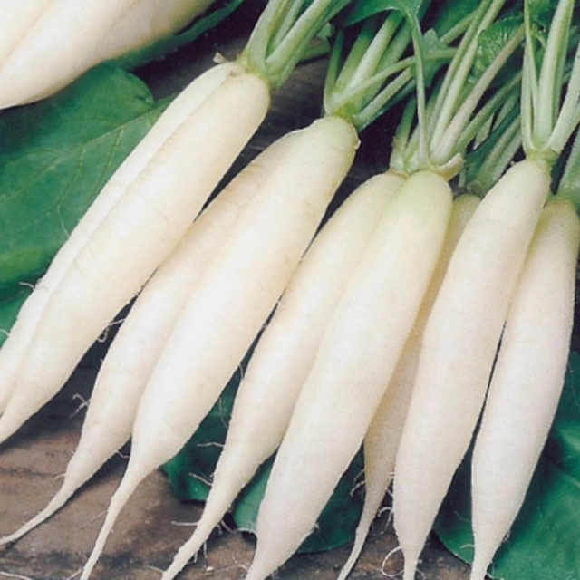 Rabanete Branco: Um Aliado Versátil na Sua Dieta - inspiração 1