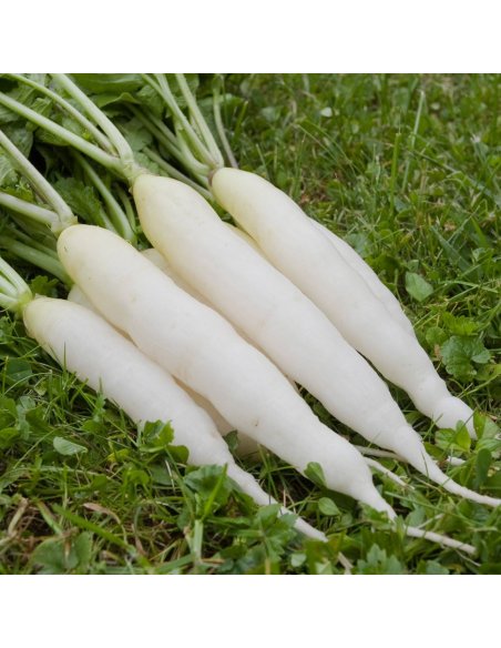 Como Diferenciar o Rabanete Branco de Outros Tipos - inspiração 1