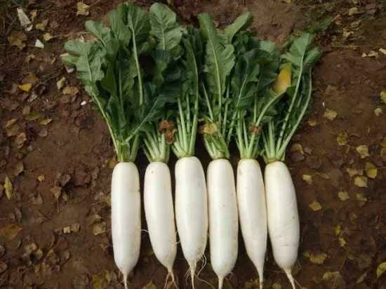 Como Diferenciar o Rabanete Branco de Outros Tipos - inspiração 2