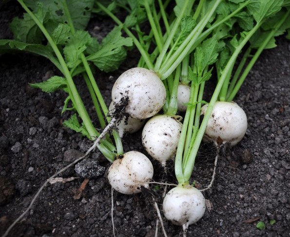 Variedades Populares e Suas Características - inspiração 2