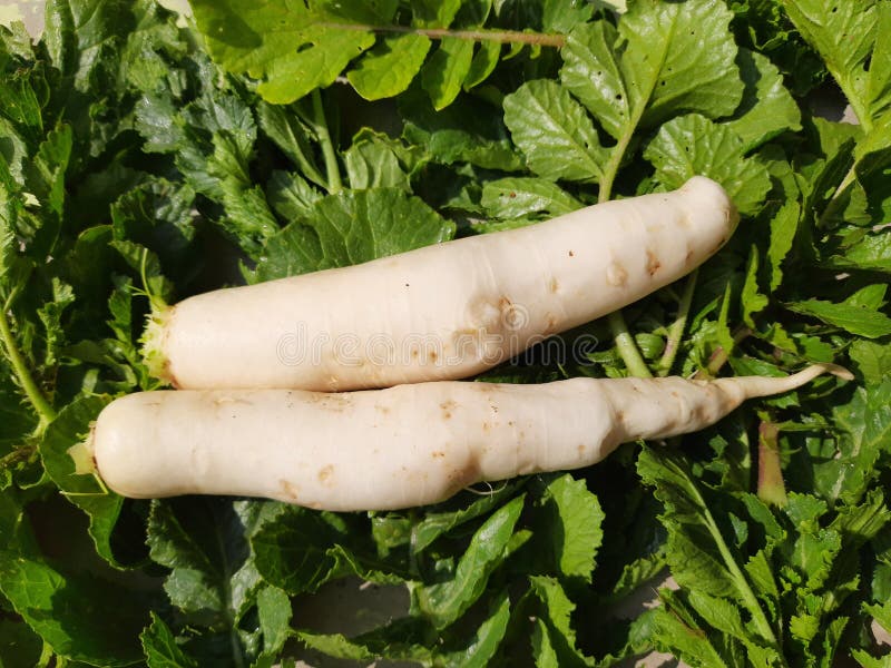 Ideias Criativas de Receitas para o Dia a Dia - inspiração 2