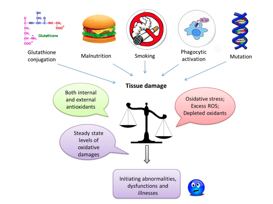O Papel das Frutas Vermelhas na Neutralização de Danos - inspiração 2