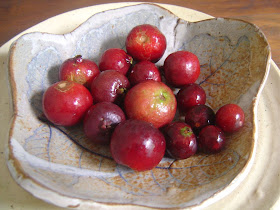 Chá Gelado Revigorante de Araçá: Hidratação com Sabor - inspiração 1