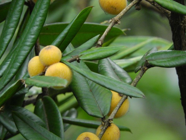 Dicas de Harmonização: Com Quê Combinar a Cabeludinha - inspiração 2