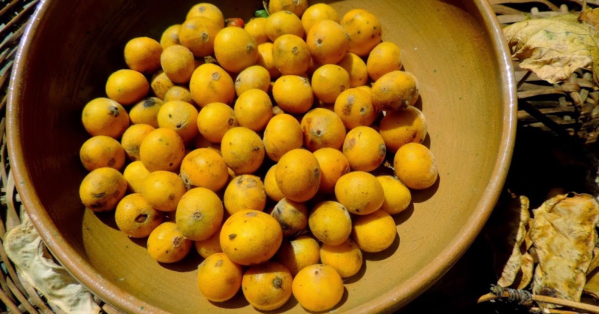 Onde Encontrar Cabeludinha Fresca ou Seca: Dicas de Produtoras e Feiras - inspiração 1