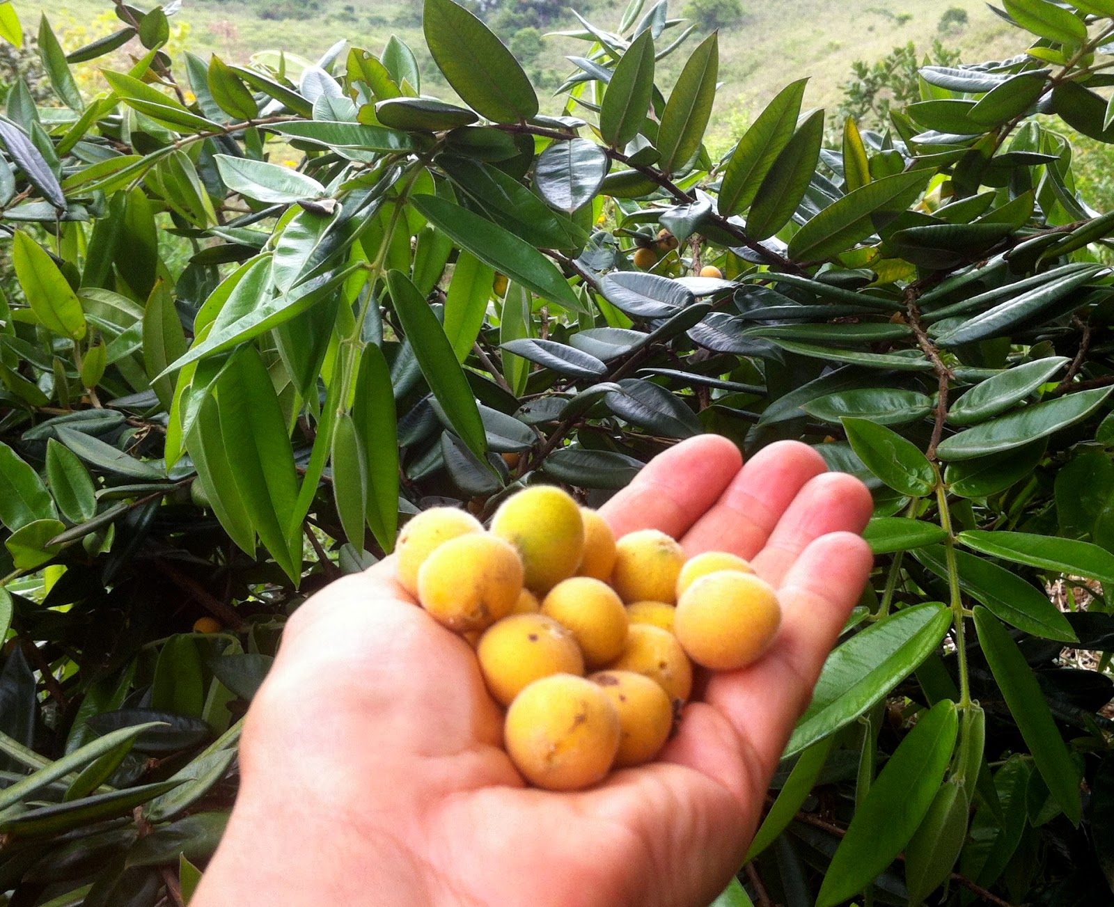 Sabor e Textura: O Que Esperar da Cabeludinha na Culinária - inspiração 1
