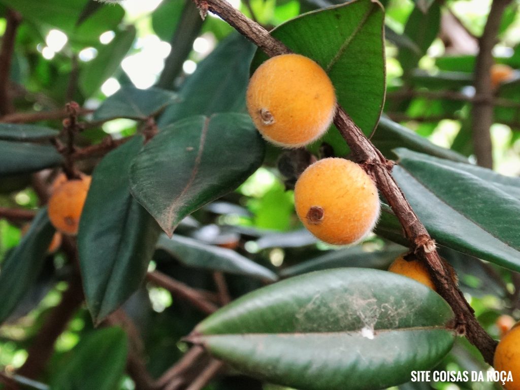 Salada Refrescante com Cabeludinha: Um Toque de Frescor Inédito - inspiração 2