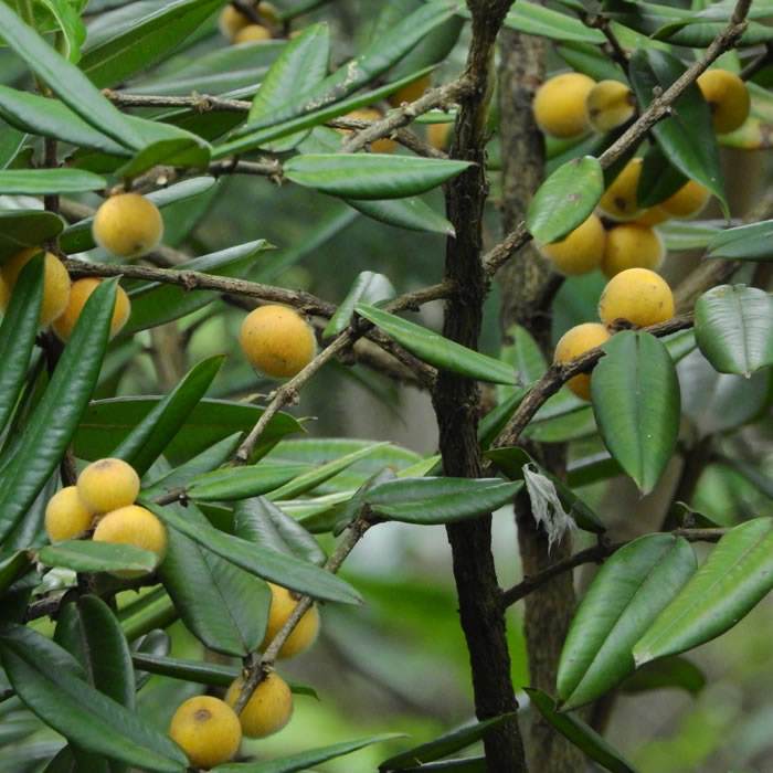 Acompanhamento Delicioso: Cabeludinha para Carnes e Peixes - inspiração 2