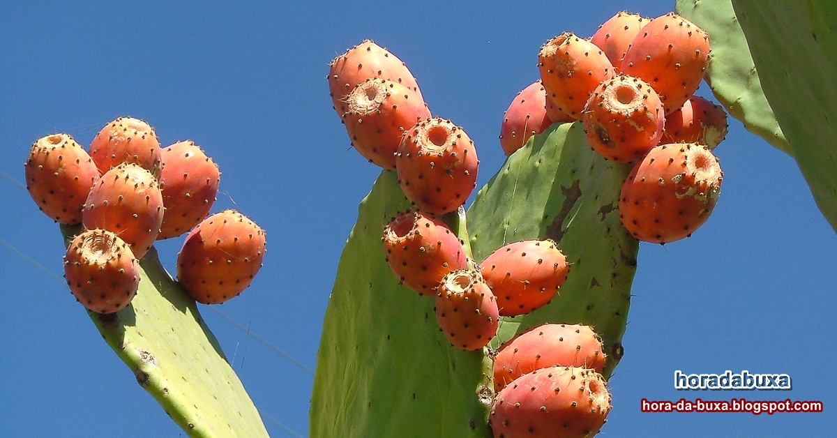 Receita Doce: Bolo Fofo de Figo da Índia e Especiarias - inspiração 1