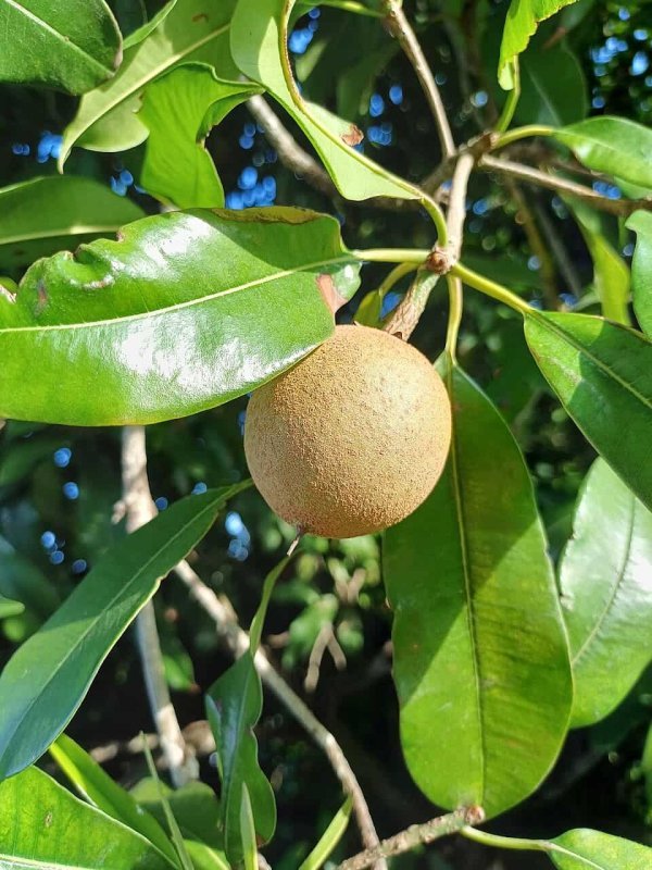 Mousse Aerado de Sapoti: Leveza e Sabor Incomparáveis - inspiração 1
