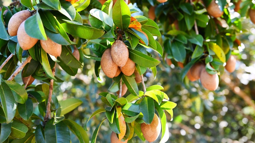 Salada de Frutas Refrescante com Toque de Sapoti - inspiração 2