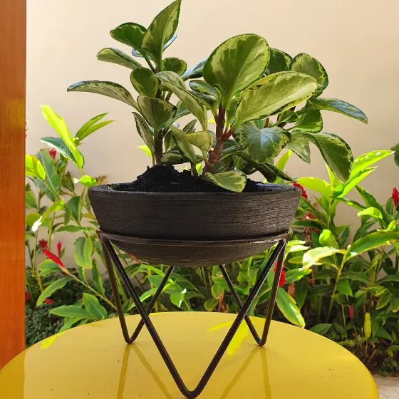 Suportes Altos ou Baixos: Qual a Melhor Opção para Cada Planta? - inspiração 1