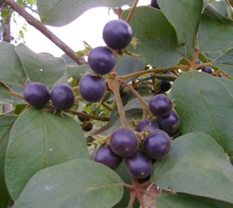 DIY com Tarumã: Crie Seus Próprios Encantos Naturais - inspiração 2