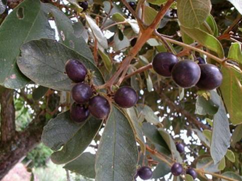 Manutenção Descomplicada: Cuidando do Seu Tarumã com Carinho - inspiração 1