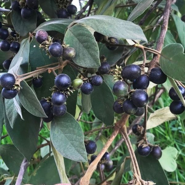 Manutenção Descomplicada: Cuidando do Seu Tarumã com Carinho - inspiração 2