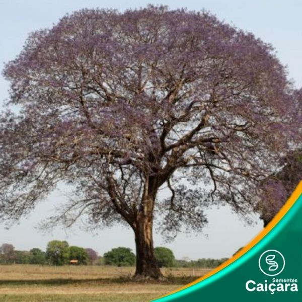 Tarumã na Decoração: Toques de Natureza na Sua Casa - inspiração 1