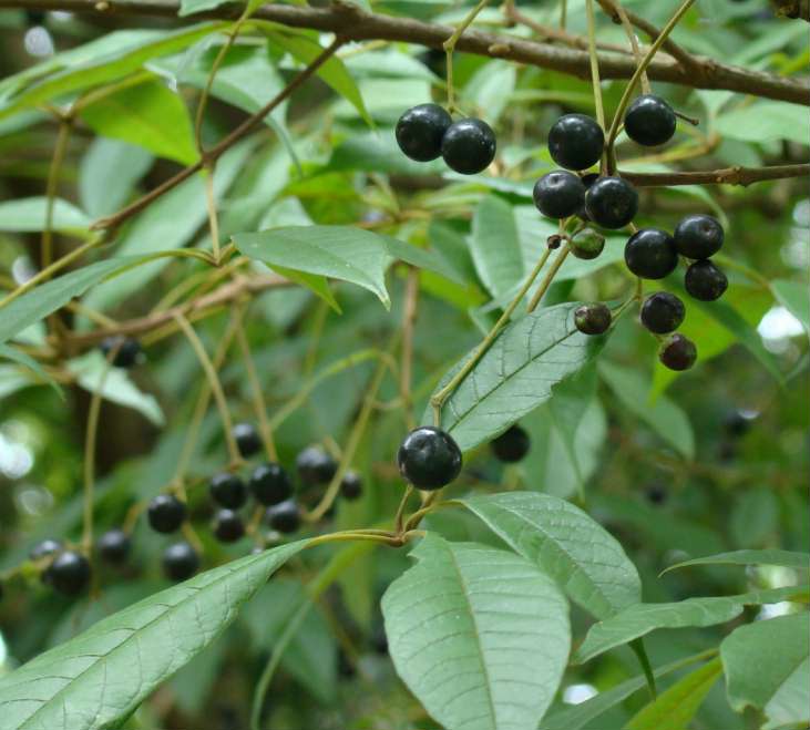 Moda com Tarumã: Peças Únicas que Refletem Sua Personalidade - inspiração 2