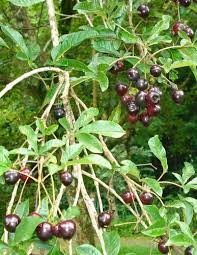 O Poder Terapêutico das Flores de Tarumã - inspiração 2