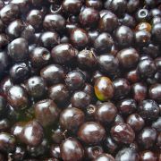 A História por Trás da Árvore de Tarumã - inspiração 1