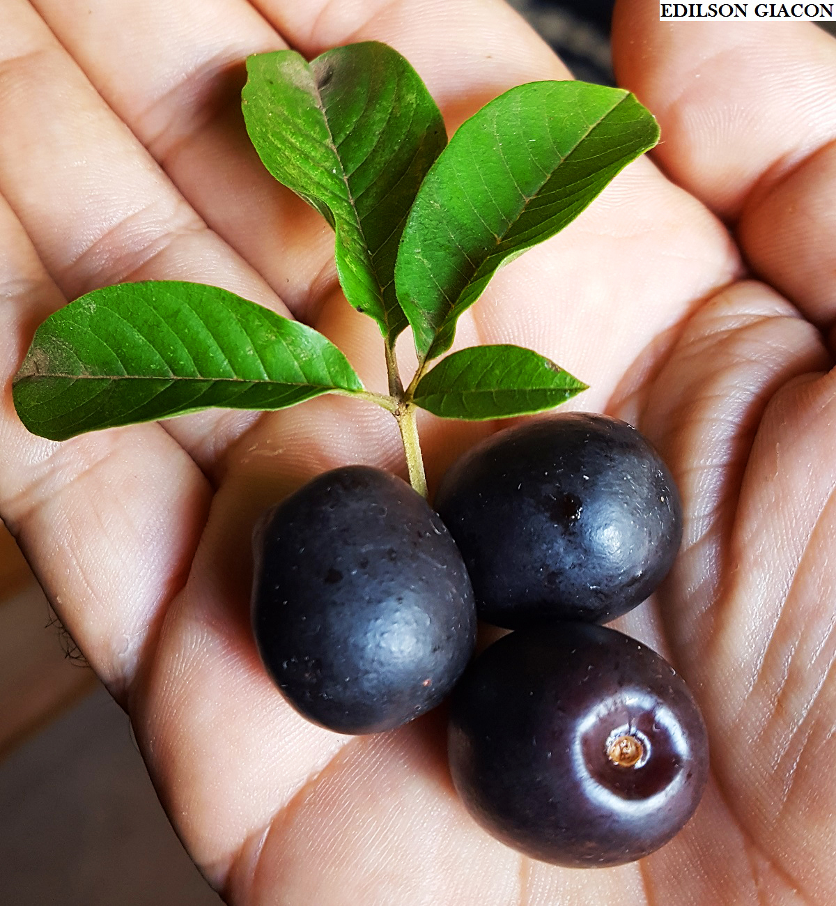 A História por Trás da Árvore de Tarumã - inspiração 2