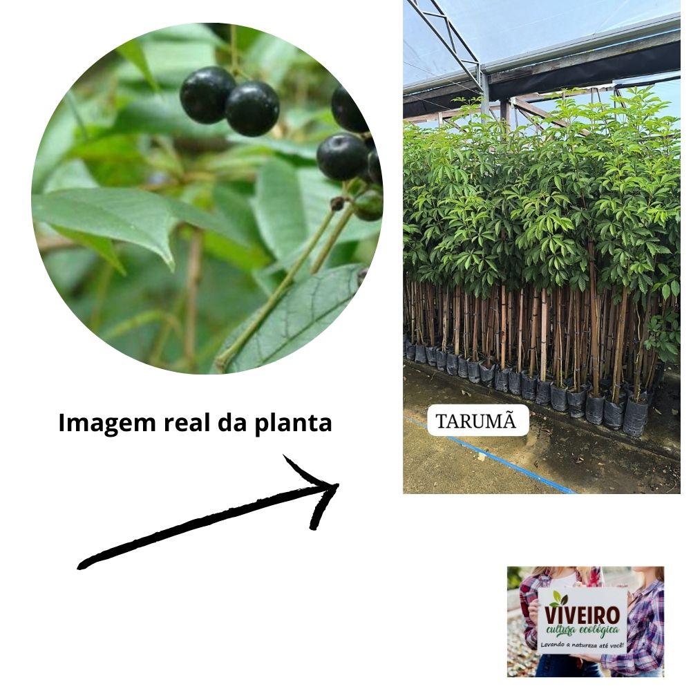 Sustentabilidade e Ética: O Compromisso do Tarumã - inspiração 2