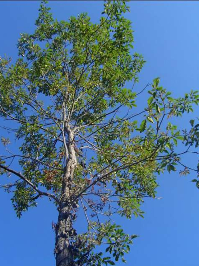 Aromaterapia com Tarumã: Um Respiro de Bem-Estar - inspiração 1