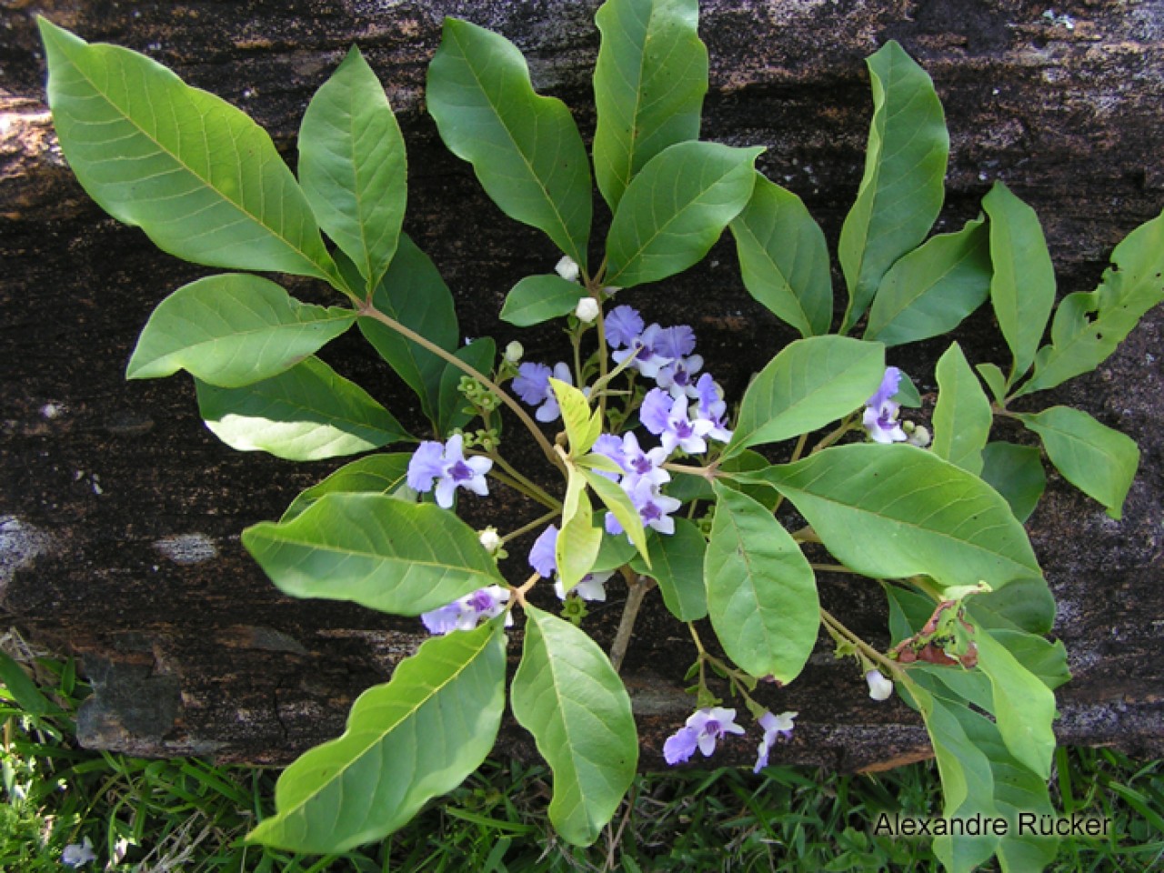 Aromaterapia com Tarumã: Um Respiro de Bem-Estar - inspiração 2