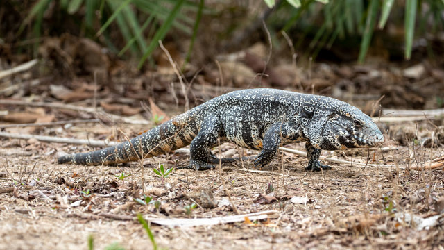 Conhecendo o Teiú: Características Físicas e Comportamentais - inspiração 1