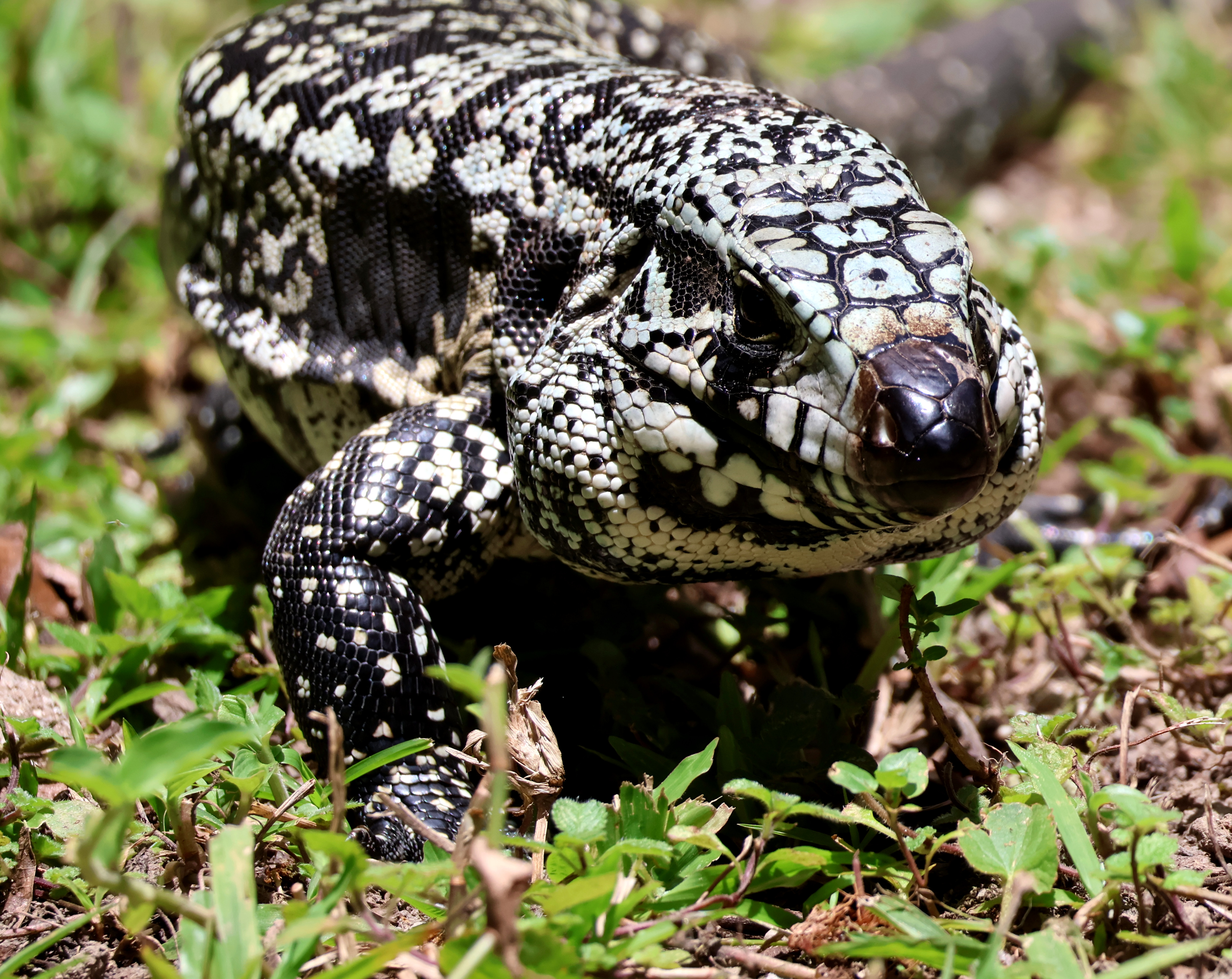 Saúde do Teiú: Sinais de Alerta e Como Prevenir Problemas Comuns - inspiração 2