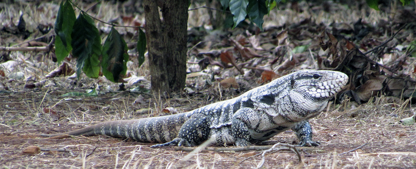 A Longevidade do Teiú: Quanto Tempo Podemos Contar com Essa Companhia? - inspiração 1
