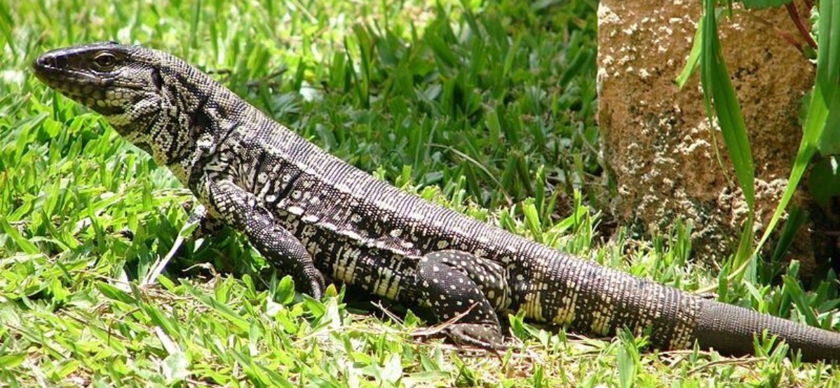 A Longevidade do Teiú: Quanto Tempo Podemos Contar com Essa Companhia? - inspiração 2