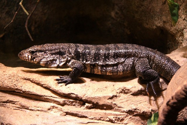 Cuidados Essenciais: Garantindo o Bem-Estar do Seu Teiú em Casa - inspiração 1