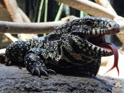 A Reprodução do Teiú: Entenda o Ciclo de Vida e Possibilidades - inspiração 1