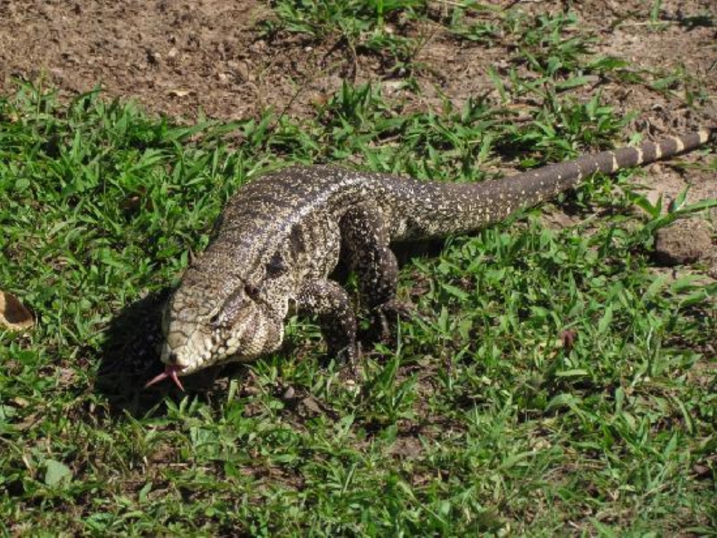 A Reprodução do Teiú: Entenda o Ciclo de Vida e Possibilidades - inspiração 2