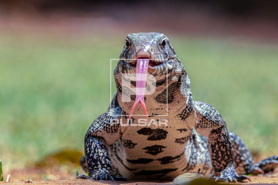 Teiu no Brasil: Onde Encontrá-los e a Importância da Conservação - inspiração 1