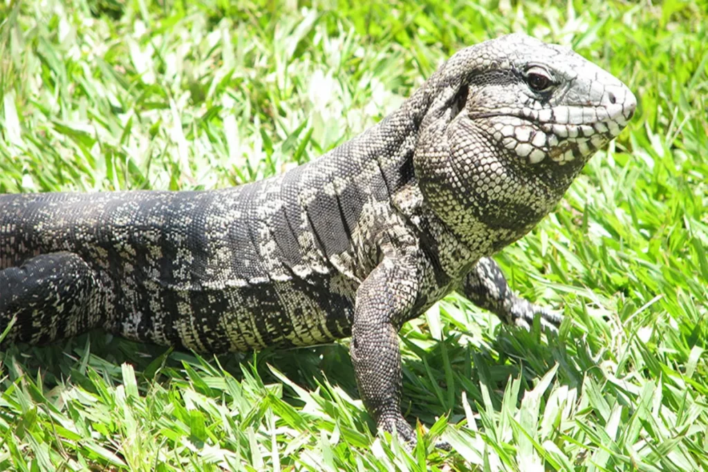 Teiu no Brasil: Onde Encontrá-los e a Importância da Conservação - inspiração 2