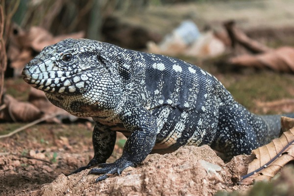 Adotando um Teiú: Procedimentos Legais e Éticos a Seguir - inspiração 1