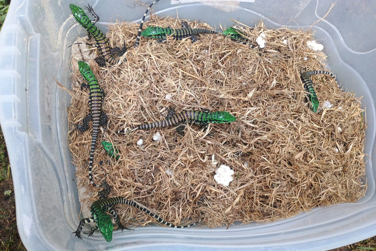 Teiu e Outros Animais: É Possível uma Convivência Harmoniosa? - inspiração 2