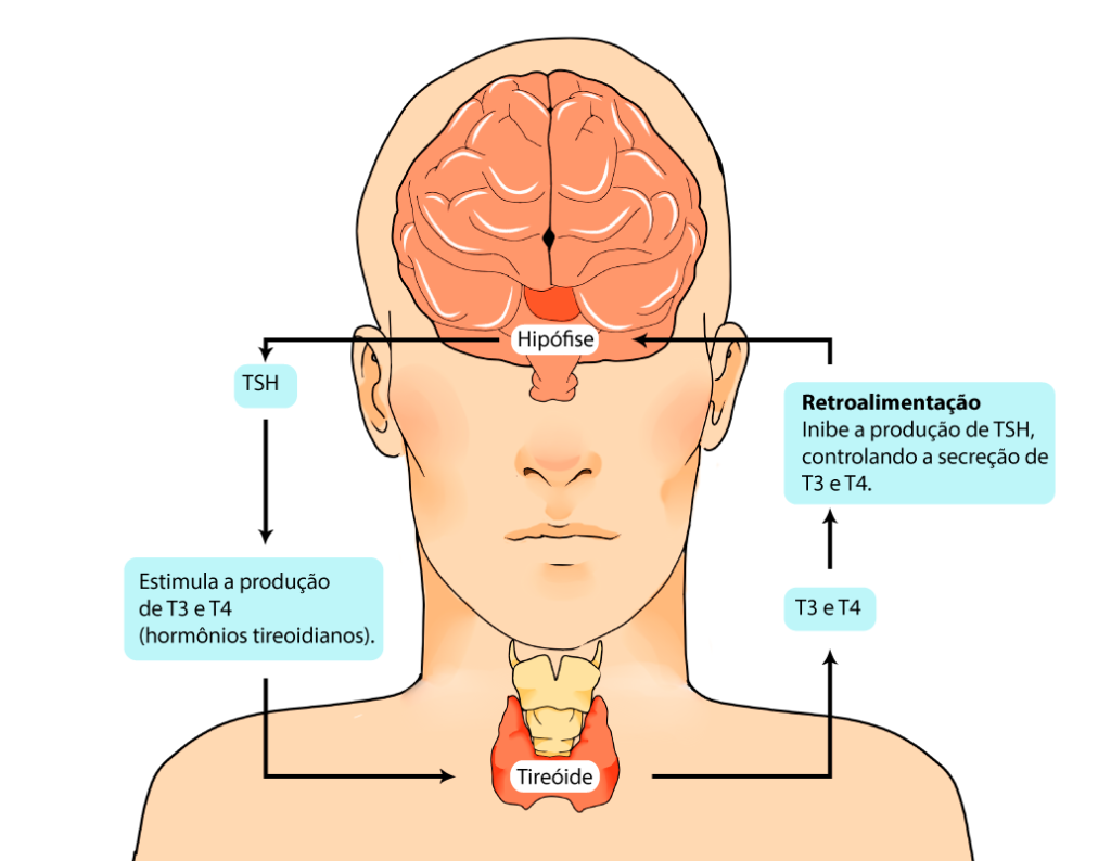 Alterações de Peso: Ganho no Hipo e Perda no Hiper - inspiração 1