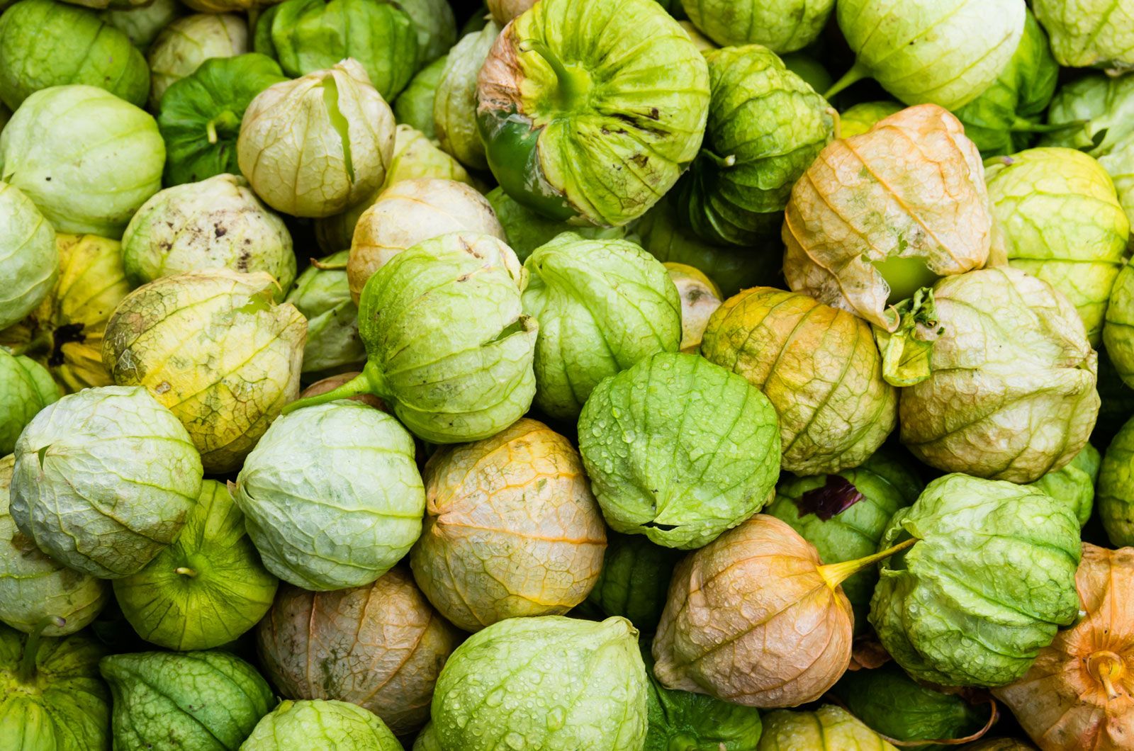 O Que É o Tomatillo e Por Que Ele É Tão Especial? - inspiração 1