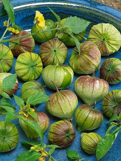 Preparando o Tomatillo Para o Uso: Limpeza e Armazenamento Adequado - inspiração 2