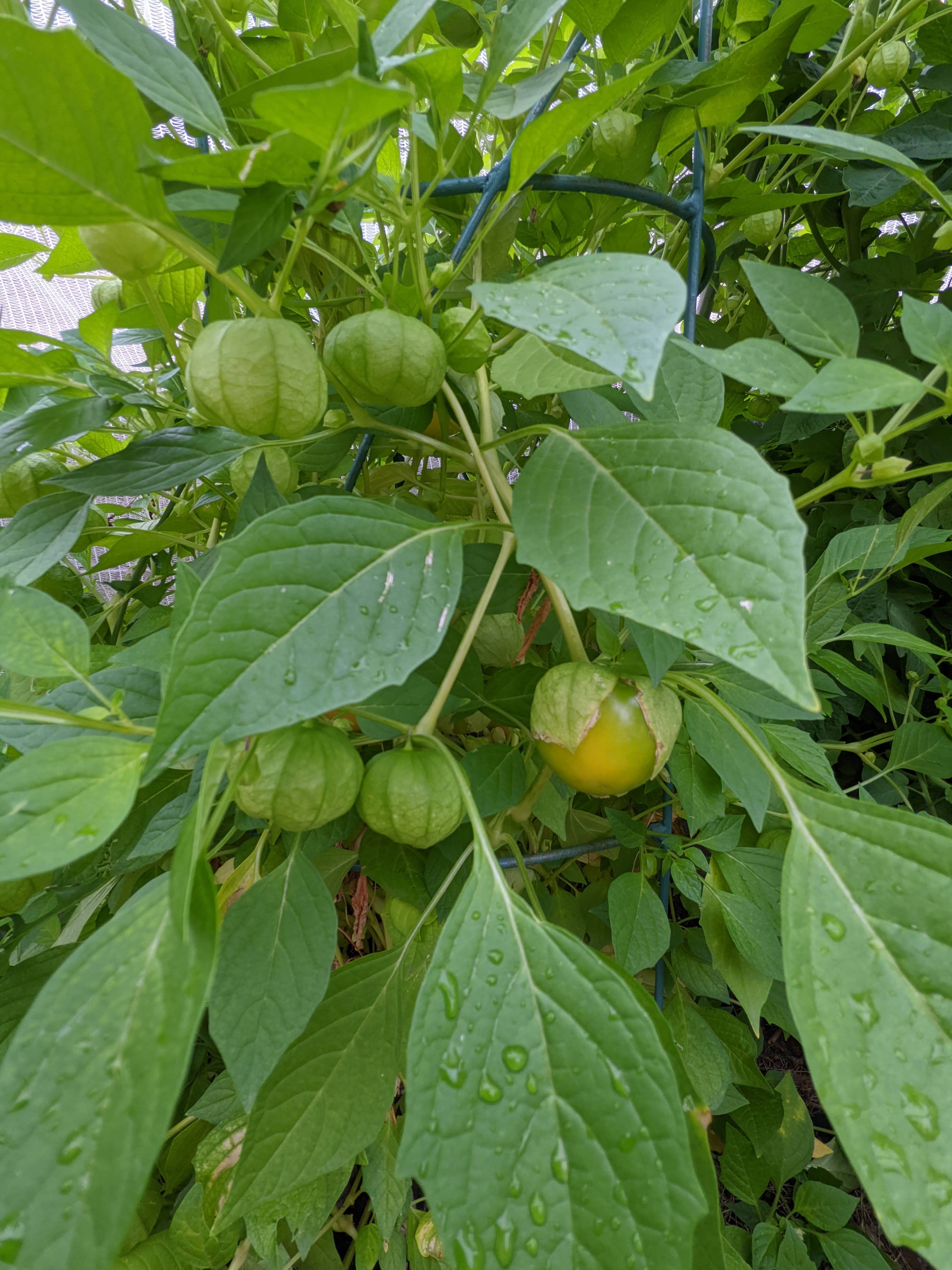 Tomatillo Cru: A Opção Leve e Refrescante - inspiração 1