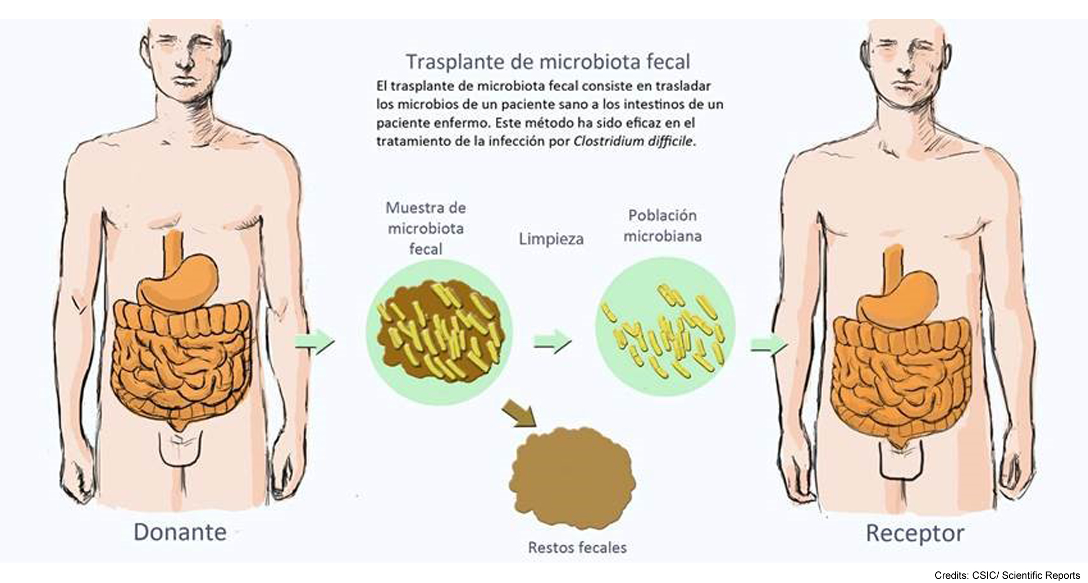 Entendendo a Microbiota: Mais Que Bactérias, Um Ecossistema Essencial - inspiração 1