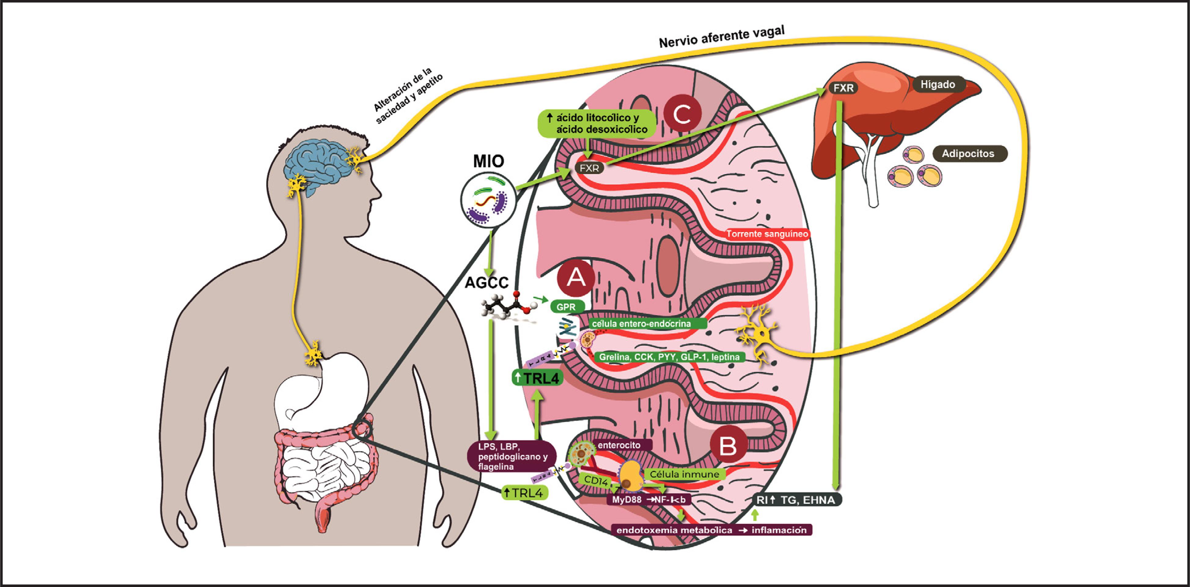 A Experiência do Transplante: O Que Acontece Durante a Infusão? - inspiração 2