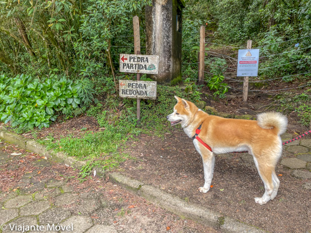 Registrando os Momentos: Dicas para Fotos Incríveis com seu Cão - inspiração 2