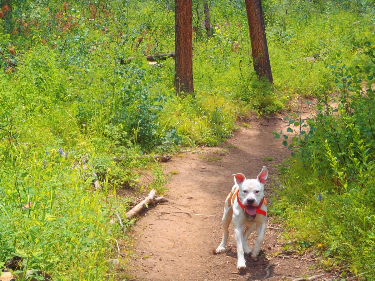 Segurança em Primeiro Lugar: Cuidados com o Cão na Trilha - inspiração 2